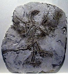 Le shenzouraptor présente des traces carbonisées de plumes