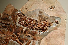Sinornithosaurus millenii fossiil, esimene tõend dromaeosauruste sulestiku kohta.
