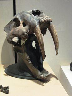Craniu de Smilodon. Ilustrează deschiderea uriașă a fălcilor sale de sabot. Aceasta este specia cea mai mare, Smilodon populator.