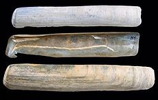 Solen marginatus