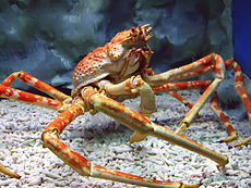 Een Japanse spinkrab in het Manila Ocean Park  