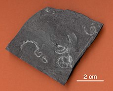 Spirograptus ze siluru