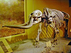 Stegomastodon allo Smithsonian