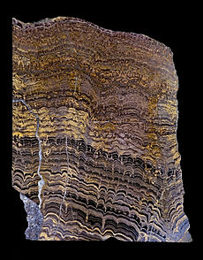 Stromatolites de Bolivie, du Protérozoïque (il y a 2,3 milliards d'années). Section verticale polie.