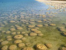Stromatolites poussant dans le parc national de Yalgorup en Australie