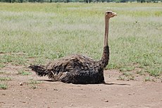Samice inkubující vejce v mělkém hnízdě na zemi v Serengeti, Tanzanie  