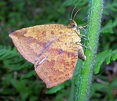 Tetragonus sp., latająca w dzień ćma z rodziny Callidulid trzyma skrzydła jak motyl, ale nie ma gałkowatych czułków