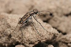 Un escarabajo tigre Lophyra sp. de Tanzania