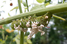 Braconid-ampiaisen toukkien loisima tupakan torvimato.  