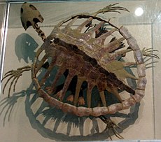 Dette fossil af Toxochelys, en uddød havskildpadde, fra Smithsonian's National Museum of Natural History.
