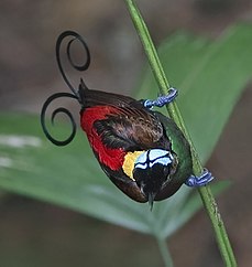 Wilsonov vták rajský (Wilson's bird-of-paradise)