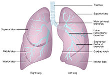 Human lungs
