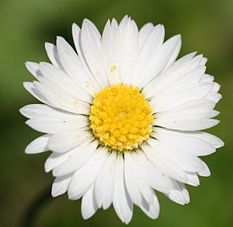  Květní hlávka (květenství) zvonku mnohokvětého (Bellis perennis)