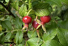 Rosa mosqueta  