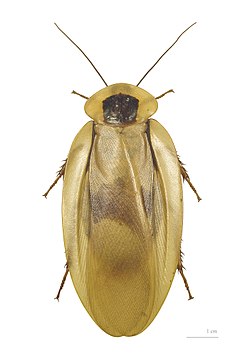 Blaberus giganteus  