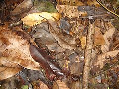 Um sapo camuflado realmente excepcional, quase invisível (virado para a direita, na parte superior esquerda do bastão quase vertical no terço mais à direita da foto). Brasil