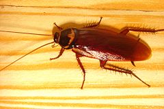 Una cucaracha.
