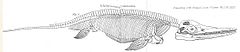 Scheletul unui Ichthyosaurus communis găsit de Mary Anning  