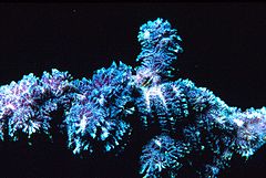 Costazia costazi, en korallin bryozoan.