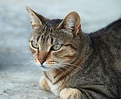 O gato tabby típico é listrado escuro nas costas, cabeça e patas, e branco na barriga. Isto é contrabando, um meio chave de camuflagem.