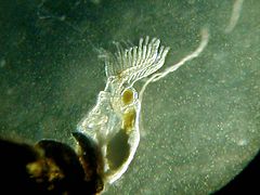 Sötvattensbryozoer