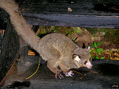 Ein Galago