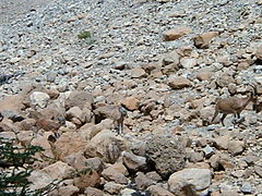 Ibex camuflado no deserto israelense