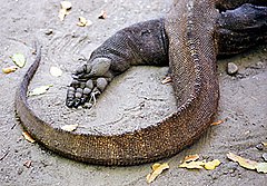 Bir Komodo ejderinin ayak ve kuyruğunun yakın çekimi.