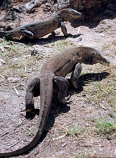 Rinca'daki Komodo ejderhaları