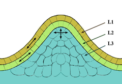 Apikal meristem eller vækstspids. De epidermale (L1) og subepidermale (L2) lag danner de ydre lag kaldet tunica. Det indre L3-lag kaldes corpus. Cellerne i L1- og L2-lagene deler sig sidelæns, hvilket holder disse lag adskilt, mens L3-laget deler sig mere tilfældigt.