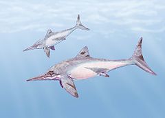 Platypterigius  
