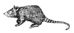 Śruba oposowa
