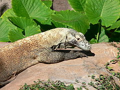 Disney's Animal Kingdom'da güneşin altında dinlenen bir Komodo ejderi. Kulak delikleri büyük.