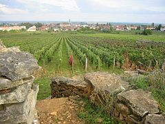 Vineyards in Côte-d'Or