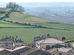 Vineyards in St Emilion