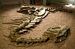 Yangchuanosaurus shangyouensis i Hong Kong Science Museum.