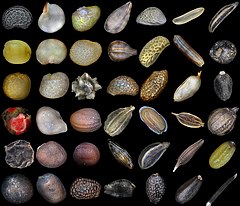 Semi di varie piante. Fila 1: papavero, peperone rosso, fragola, melo, melo, mora, riso, carum, Fila 2: senape, melanzana, fisalis, uva, lamponi, riso rosso, patchouli, Fila 3: fichi, lycium barbarum, barbabietole, mirtilli, kiwi dorati, rosa canina, basilico, Fila 4: pepe rosa, pomodoro, ravanello, aarrot, matthiola, aneto, coriandolo, riga 5: pepe nero, cavolo bianco, cavolo napa, olivello spinoso, prezzemolo, tarassaco, capsella bursa-pastoris, riga 6: cavolfiore, ravanello, kiwi, grenadilla, frutto della passione, melissa, tagetes erecta