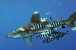 Pilotażowe ryby gromadzą się wokół wielu różnych rodzajów rekinów, ale preferują "Oceanic Whitetip".
