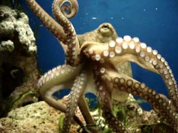 Odtwarzanie mediów Ośmiornica pospolita (Octopus vulgaris) ruchoma