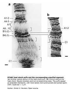 Drosphila melanogaster polytene Chromosomen. Dies zeigt die Chromosomenaktivität nach einem Hitzeschock
