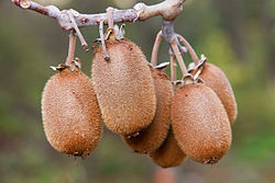 Kiwis