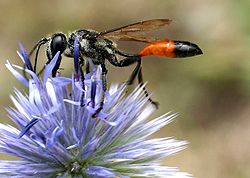 Vosa z čeledi Sphecidae, která zahrnuje řadu primitivně sociálních druhů.
