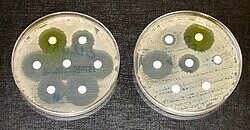 Pappersskivorna har olika antibiotika: ♦ Antibiotika i skivorna i kulturen till vänster förhindrar bakterier från att föröka sig. ♦ Bakterierna i kulturen till höger är resistenta mot de flesta antibiotika.
