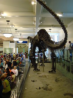 Acrocanthosaurus