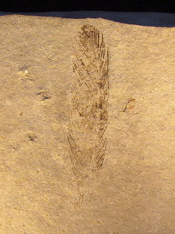 Pírko archeopteryxe, na kterém je vidět typické letové pírko mimo střed. Solnhofen 1860