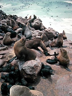 una de las nueve especies, Arctocephalus pusillus  