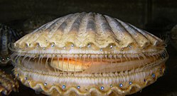 Argopecten irradians , гребешок из Атлантического залива