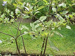 Een struik van de belladonna.