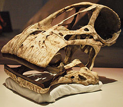 Odlitek lebky, Royal Ontario Museum