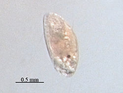 larva druhého štádia mloka Cypris.